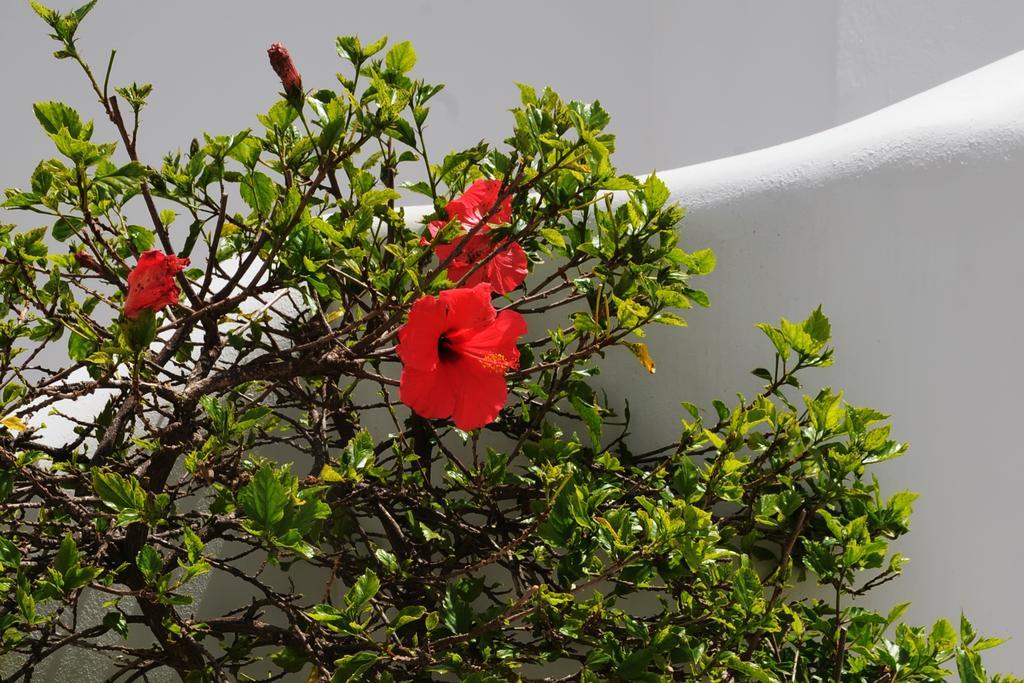 Aegeo Hotel Folegandros Town Bagian luar foto